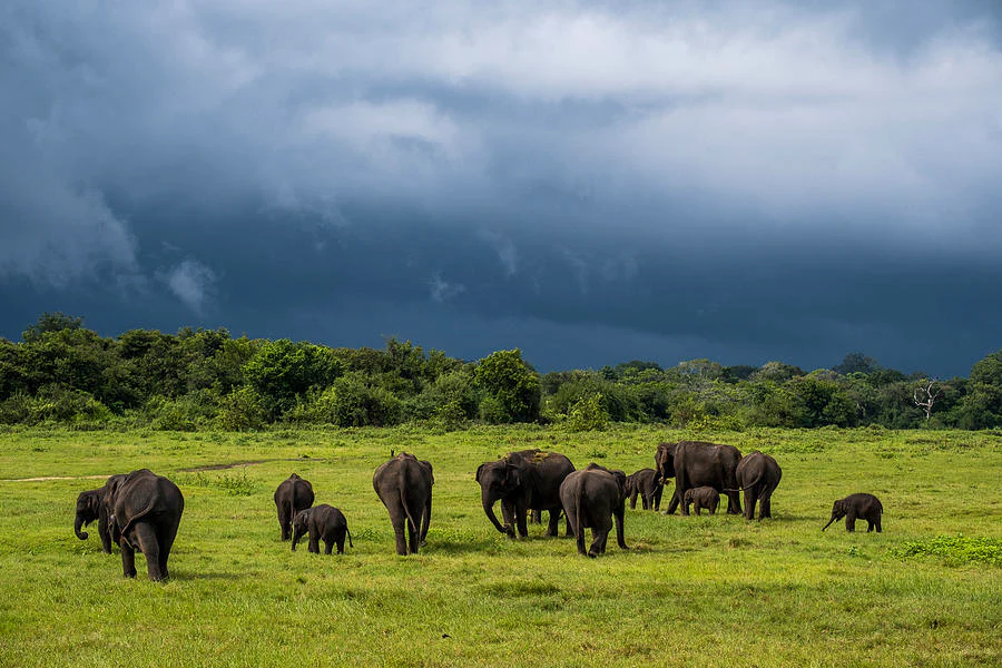 Minneriya National Park